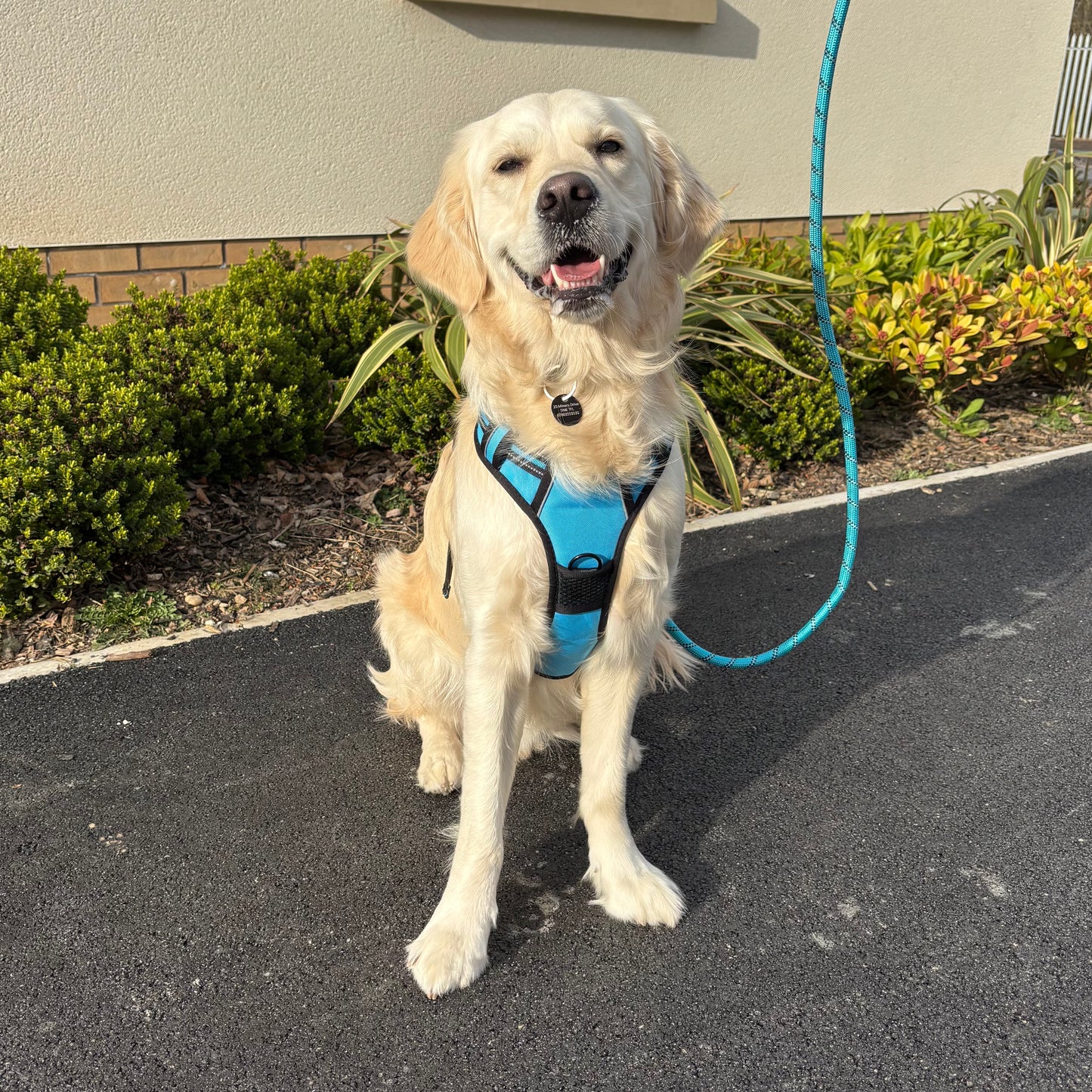 Reflective Dog Harness