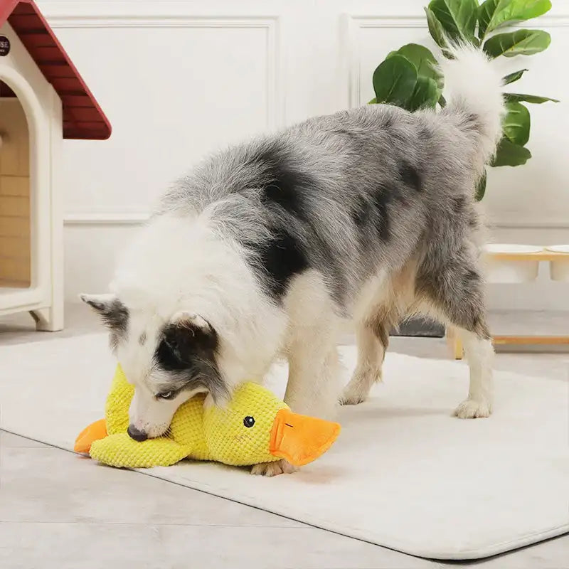 Ducky Dog Toy with Quack Sound